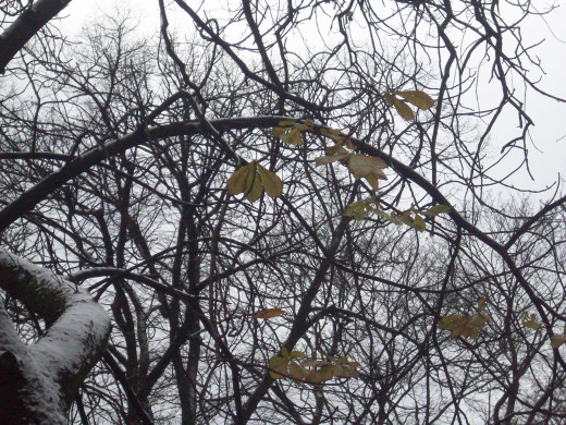 435855 (a): :2592x1944